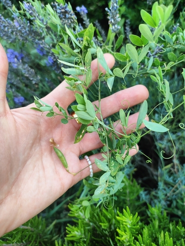 hrachor hľuznatý (Lathyrus tuberosus)