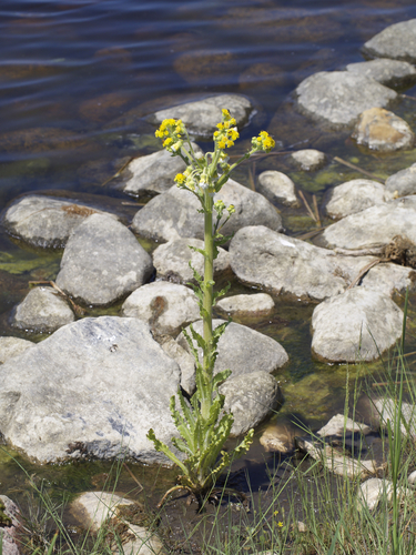 Marsh Fleawort