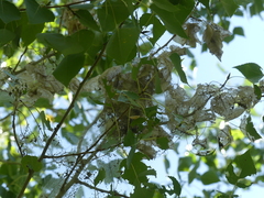 Lasiocampoidea