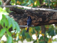 Dicrurus adsimilis