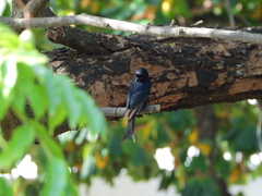 Dicrurus adsimilis