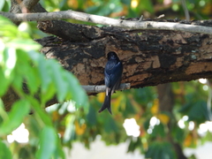 Dicrurus adsimilis