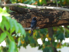 Dicrurus adsimilis