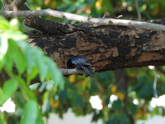 Dicrurus adsimilis