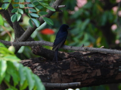 Dicrurus adsimilis