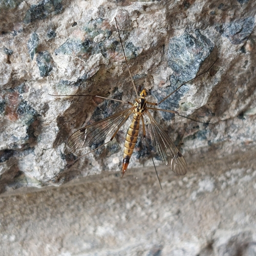 Nephrotoma guestfalica