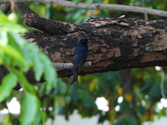 Dicrurus adsimilis