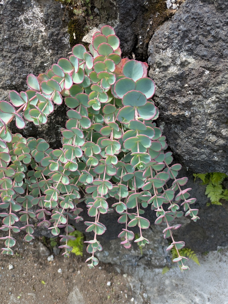 Sedum sieboldii Sweet ex Hook. 2