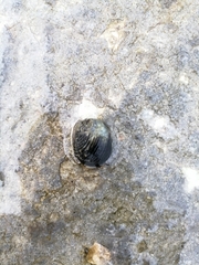 Nerita fulgurans