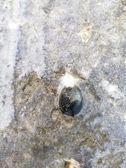 Nerita fulgurans