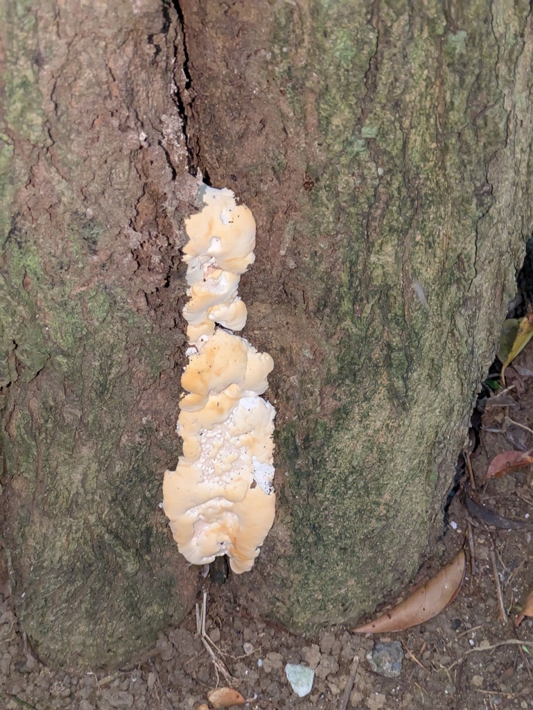 Vanderbylia fraxinea · June 2025 · photo: © jayjt (iNaturalist, cc-by)