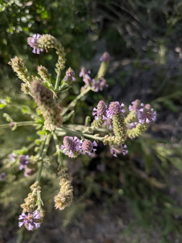 glittering vervain (Verbena gemmea)
