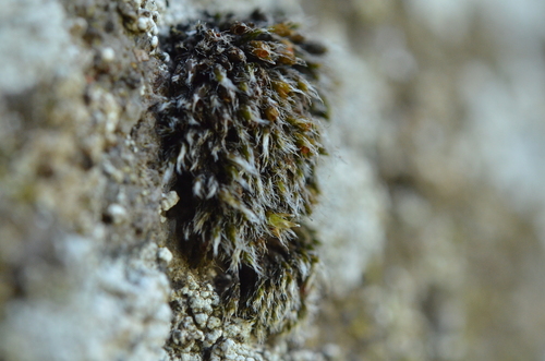 Grimmia plagiopodia, 2025-07-05