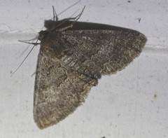 Eudesmeola lawsoni