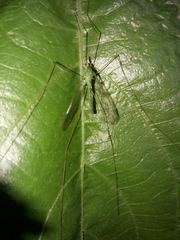 Leptotarsus virescens