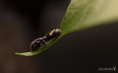 Cephalotes kukulcan