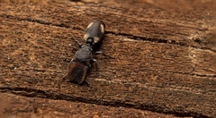 Cephalotes kukulcan