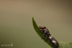 Cephalotes kukulcan