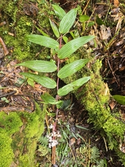 Maianthemum paniculatum