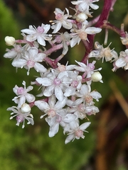 Maianthemum paniculatum, photograph (c) Alan Rockefeller, some rights reserved (CC BY)
