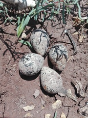Charadrius vociferus