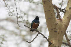 Lamprotornis superbus