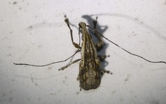 Ancylotropis waterhousei