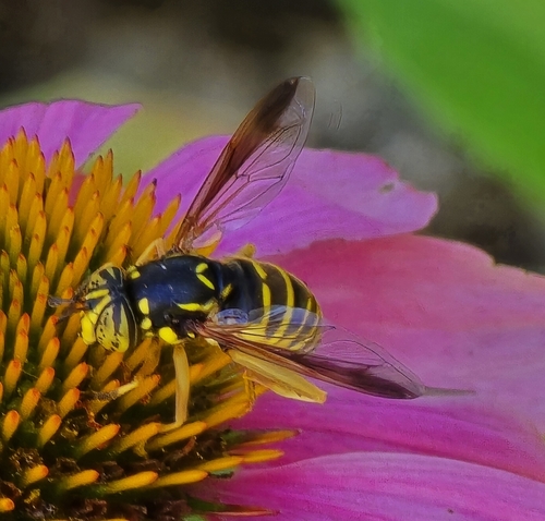Unknown species found near Boise, ID 83706, USA