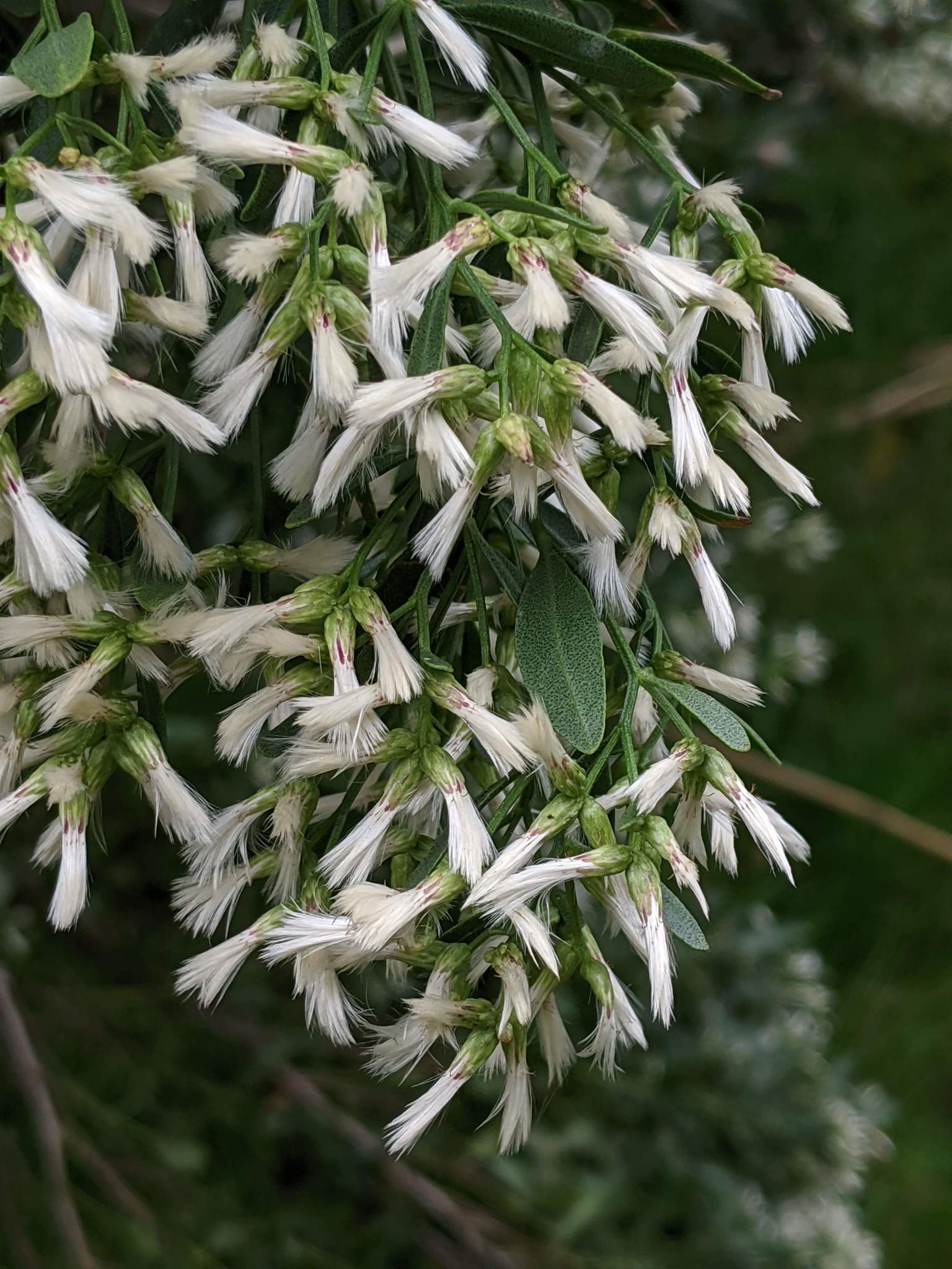 Baccharis Halimifolia Flower