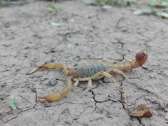 Paravaejovis spinigerus