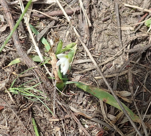 Geissorhiza inconspicua