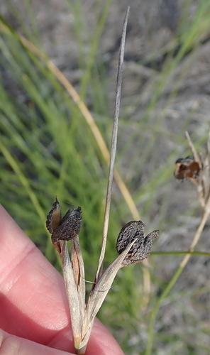 Image of Bobartia aphylla by (c) Nicola van Berkel, some rights reserved (CC BY-SA)