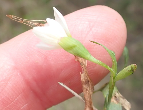 Geissorhiza inconspicua