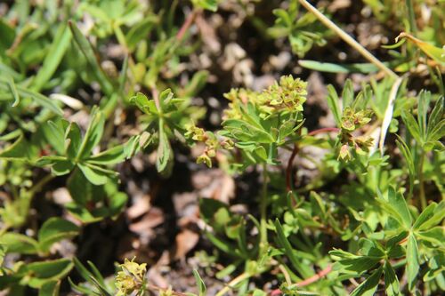 Alchemilla pentaphyllea, photograph 1