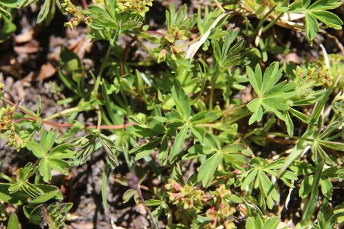 Alchemilla pentaphyllea, photograph 2