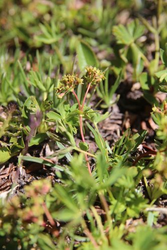 Alchemilla pentaphyllea, photograph 3