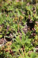 Alchemilla pentaphyllea, photograph (c) Olivier Argagnon, some rights reserved (CC BY)