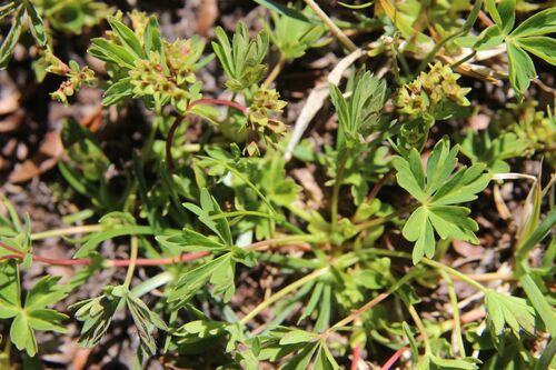 Alchemilla pentaphyllea, photograph 5