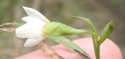 Geissorhiza inconspicua