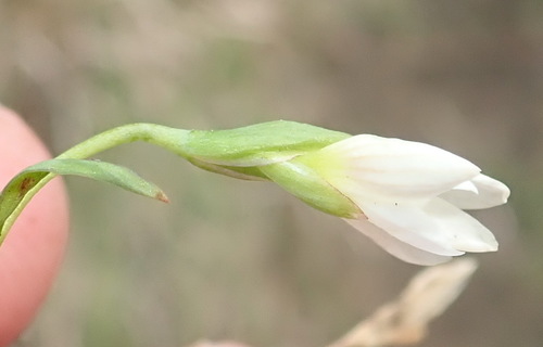Image of Geissorhiza inconspicua by (c) Nicola van Berkel, some rights reserved (CC BY-SA)