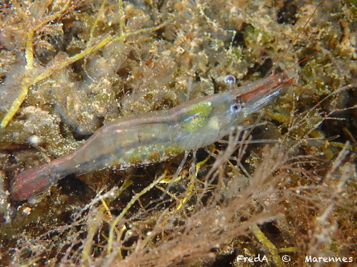 Oriental Shrimp, photo 5 of 10