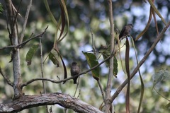 Bradornis fuliginosus