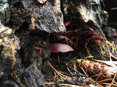 Tubaria punicea