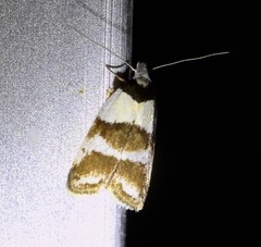 Eulechria triferella