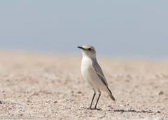 Emarginata tractrac