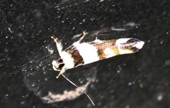 Macrobathra euryleuca