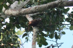 Gymnobucco peli