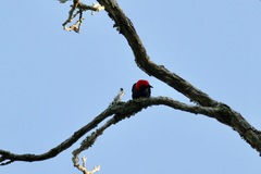 Malimbus rubricollis
