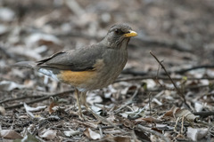 Turdus pelios