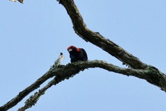 Malimbus rubricollis